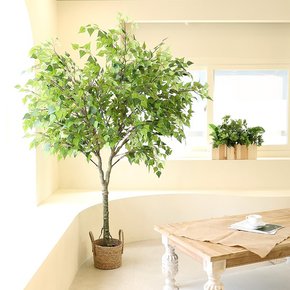 조화나무 인테리어 소원나무 조경 Y형 자작나무 200cm