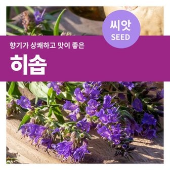 마이플랜트 히솝 씨앗 200립