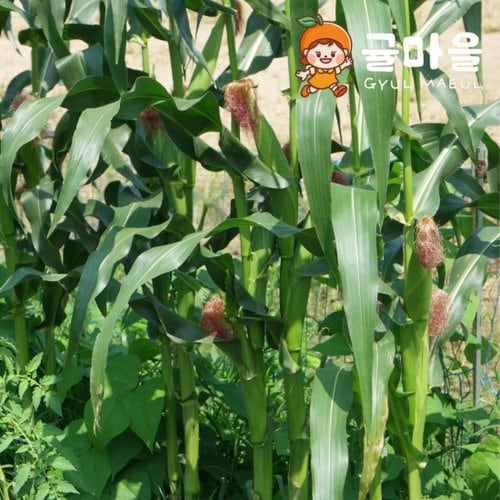 추가3이미지
