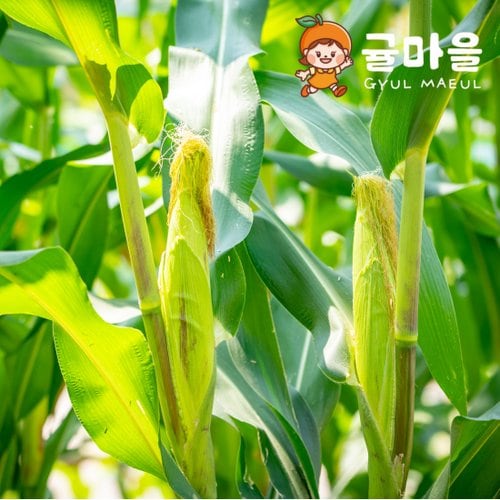 추가4이미지