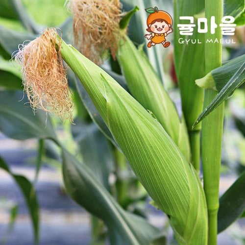 추가5이미지