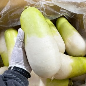 제주산 특품 월동무 제주에서 자란 국내산 겨울햇무 겨울무 5개