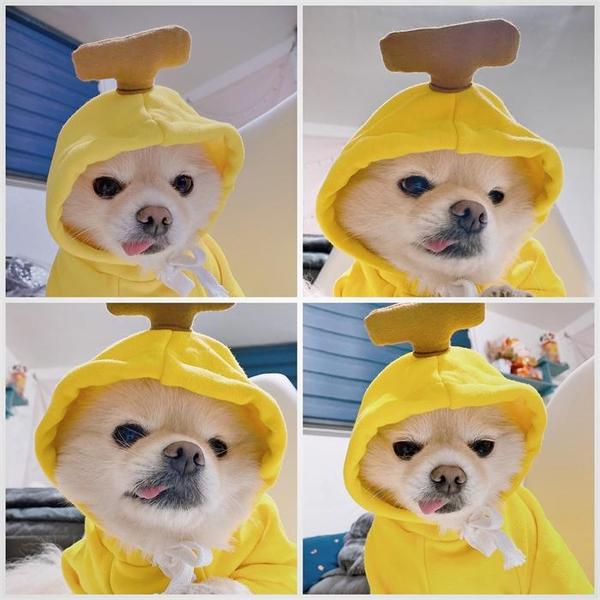[펫 후크] 강아지 겨울옷 바나나티셔츠 기모후드티(1)