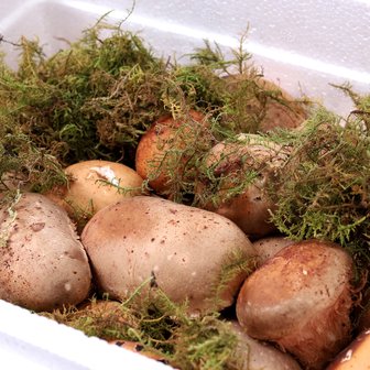 산아래 참송이 자연송이를 닮은 참송이 버섯(특상) 선물세트 500g