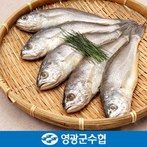 [냉동][영광군수협]법성포 영광 굴비 세트 1.5kg(역걸이/20미)