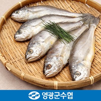 영광군수협 [냉동][영광군수협]법성포 영광 굴비 세트 1.5kg(역걸이/20미)