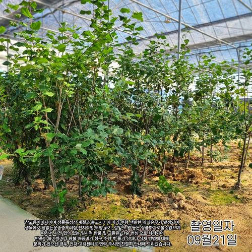 추가이미지5