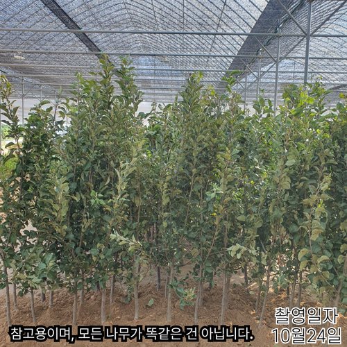 추가이미지6