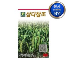 삼다찰 (차)조 씨앗 30g . 야채 채소 텃밭 파종 재배 주말 농장 씨 종자