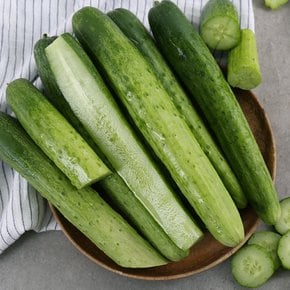국내산 백다다기 오이 20개