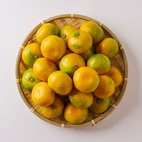 제주직송 제주감귤 대과(L이상) 3kg