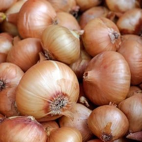 산지직송 아삭 단단한 햇 양파 5kg 특 사이즈 익산원예농협