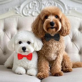 /퍼주는오빠네 강아지 고양이 반려동물 용품 옷 보타이 나비넥타이
