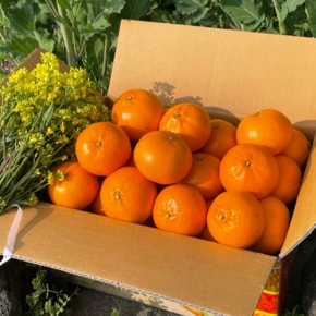 [9/16(수)순차출고] 제주 하우스 감귤 로얄과 4.5kg