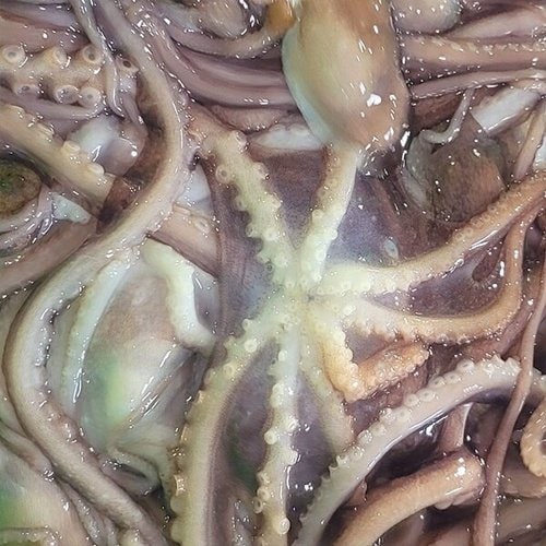 이미지 AP