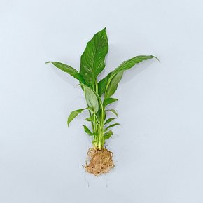 마이플랜트 스파트필름 세척 모종 공기정화식물 수경재배