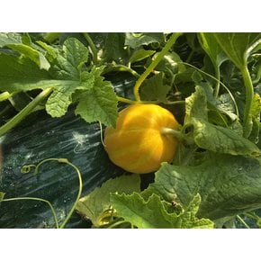 산지직송 성주 못난이 고당도 꿀 참외 랜덤 1kg