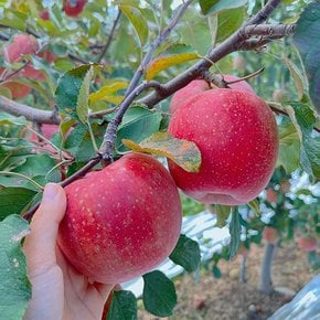 경북 꿀 부사사과 가정용 소과 1kg