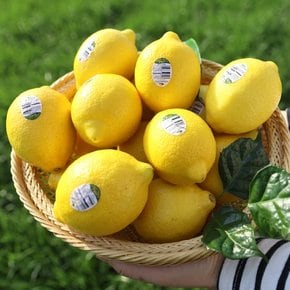 팬시레몬 20입 (개당100g/총2kg내외)