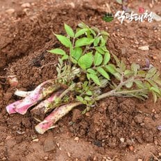  식탐대첩 제철 봄나물 국내산 땅두릅 1kg