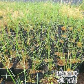 핑크뮬리 (개화주) pink muhly 산호빛 핑크그라스 포트묘