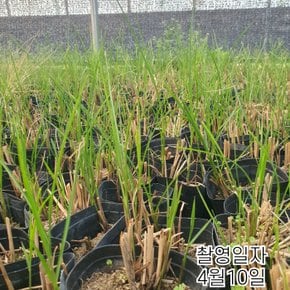 핑크뮬리 (개화주) pink muhly 산호빛 핑크그라스 포트묘