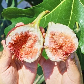 [GAP인증] 산지직송 당일수확 전남 영암 고당도 무화과 1kg