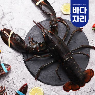 바다자리 살아서 도착하는 활랍스타 1마리 500g내외
