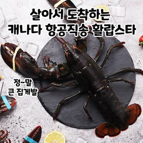 살아서 도착하는 활랍스타 1마리 500g내외