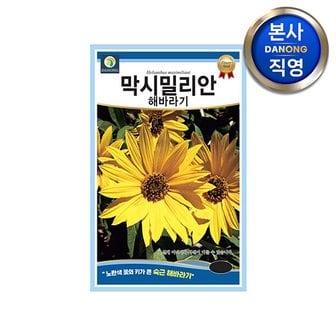 다농 막시밀리안 해바라기 씨앗 100립 .노란색 꽃 큰키 숙근해바라기 야생화 꽃씨 종자