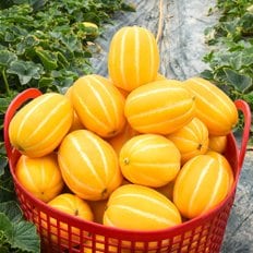 성주 꿀 참외 5kg (선물용/15-20과)