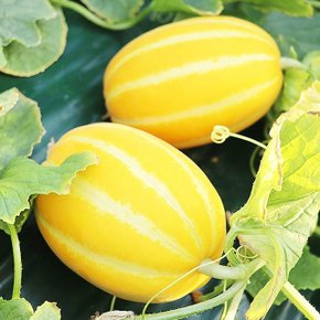 아삭하고 달콤한 성주 열골 참외 못난이 혼합과 5kg