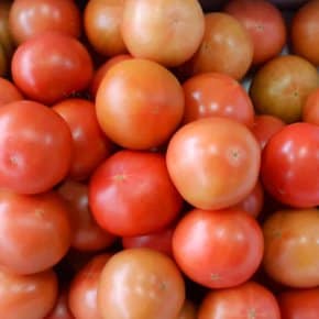 싱싱한 토마토 2.5kg(4-5번)