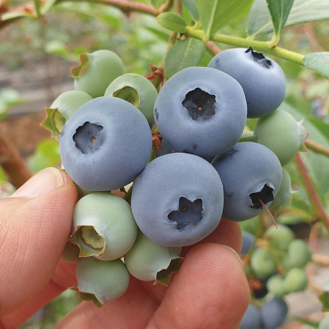 영동 블루베리농장] 햇 블루베리 (특대) 300G (100G X 3팩) 싱싱하고 달콤한 농장직송, 신세계몰