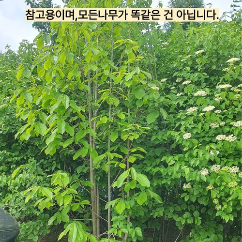 추가이미지4