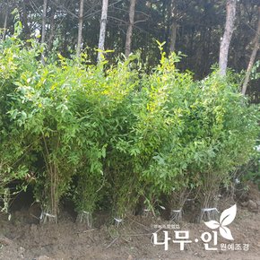 [나무인]쥐똥나무 생울타리용  30개