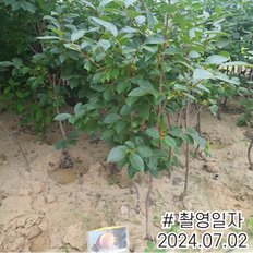 감나무 단감 (차량) R2-3전후 결실주 분