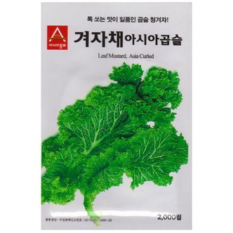 영농사 겨자채 씨앗 2000립 곱슬 청겨자 종자