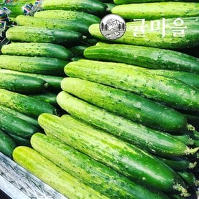 가정용 다다기오이 5개 약1kg