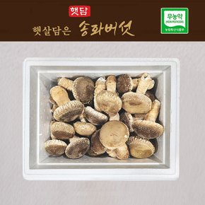 [3+1] 햇담송화버섯 고급형 상급 500g 1kg 농협에 납품하는 무농약 이천 햇살가득담은 송고버섯