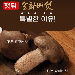 [3+1] 햇담송화버섯 고급형 상급 500g 1kg 농협에 납품하는 무농약 이천 햇살가득담은 송고버섯