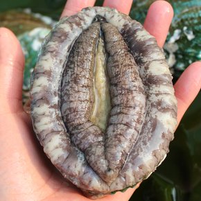 산지직송 싱싱한 국내산 완도 활 전복 1kg(13-14미)