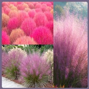핑크뮬리 (개화주) pink muhly 산호빛 핑크그라스 포트묘
