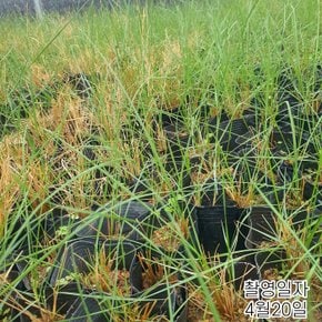 핑크뮬리 (개화주) pink muhly 산호빛 핑크그라스 포트묘