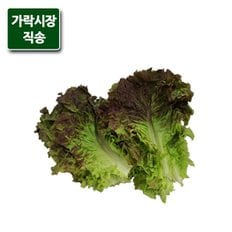 팸쿡 가락시장직송 적상추 300g