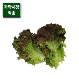 팸쿡 가락시장직송 적상추 300g