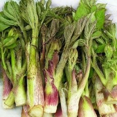 명가일품 [살랑살랑봄나물] 향긋한 땅두릅/참두릅 500g