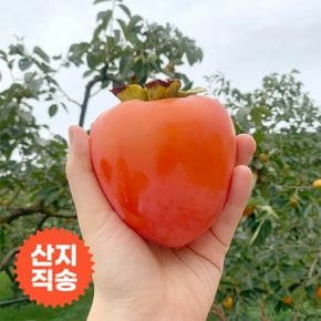 [자연맛남] 달달한 영암 대봉감 10kg (30과내외)