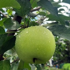 상큼 시원한 국내산 여름사과 아오리사과 썸머킹 가정용 5kg로얄과(20과이내)