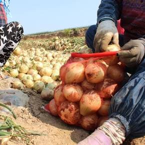 [더조은] 달큰한 무안 일반양파 10kg (중대혼합)